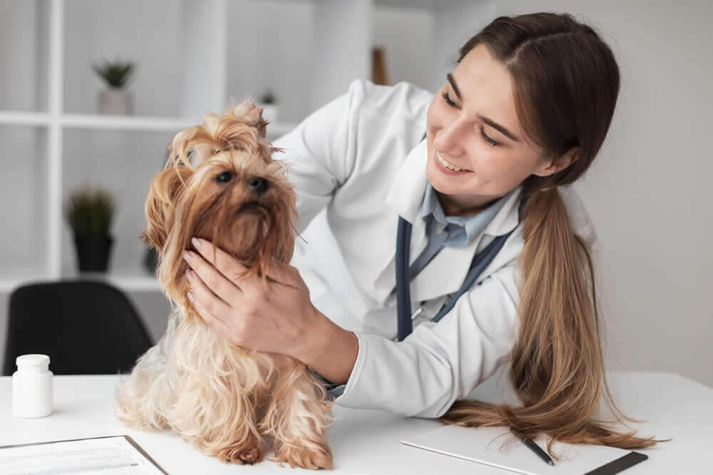 veterinarian checking puppy's health