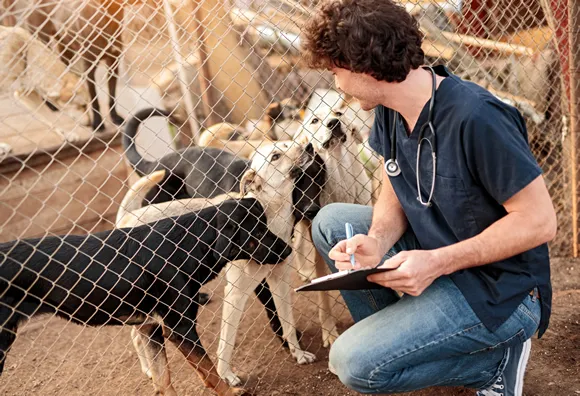Animal Shelter Business Insurance